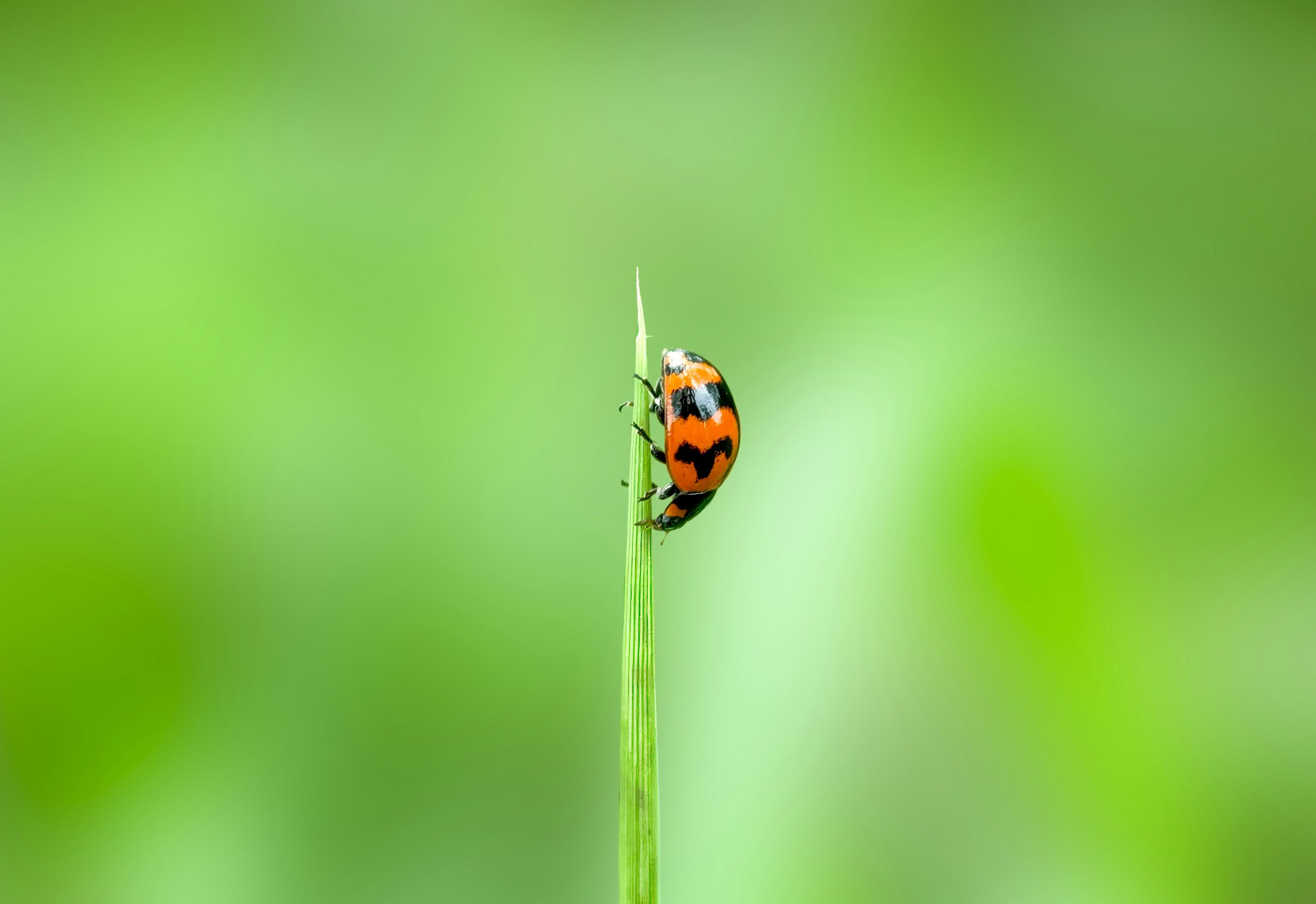 shakib-uzzaman-gJvoV2QZ2iA-unsplash Chinita en la naturaleza